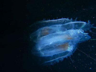 Bolinopsis Belize Copier