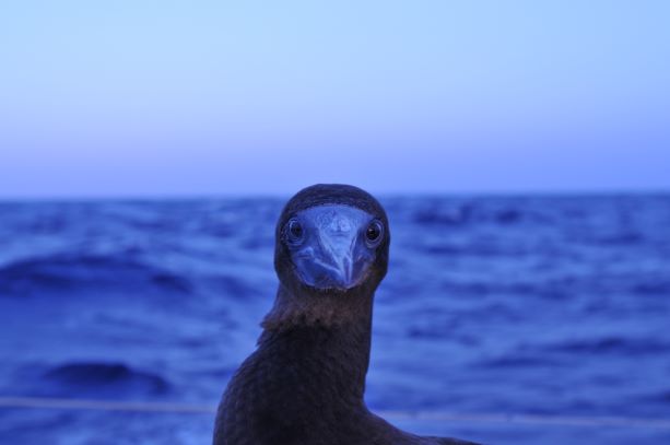 Guatemmala Livingston face Copier 1