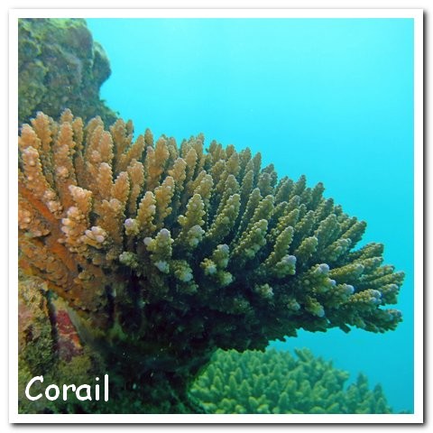 Madagasacar articles 002