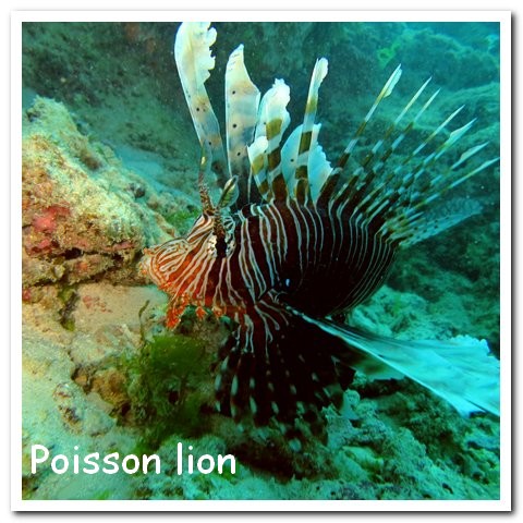 Madagasacar articles 003