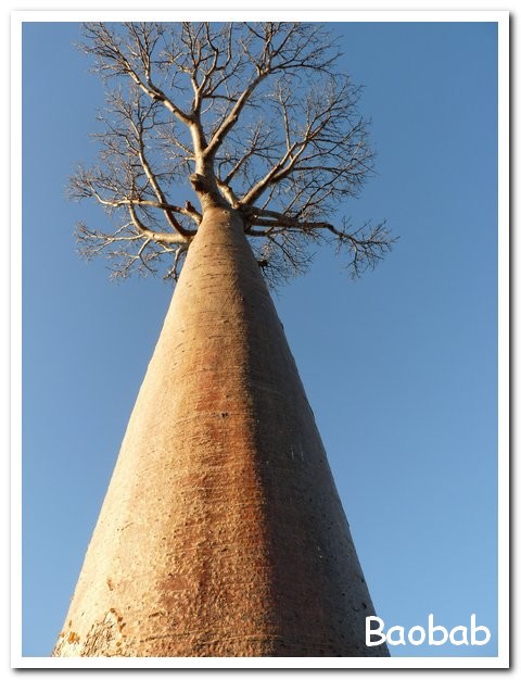 Madagasacar articles 025