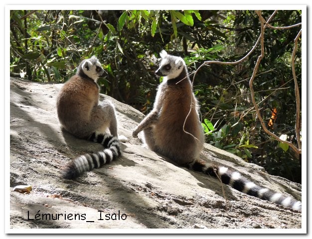 Madagasacar articles 043