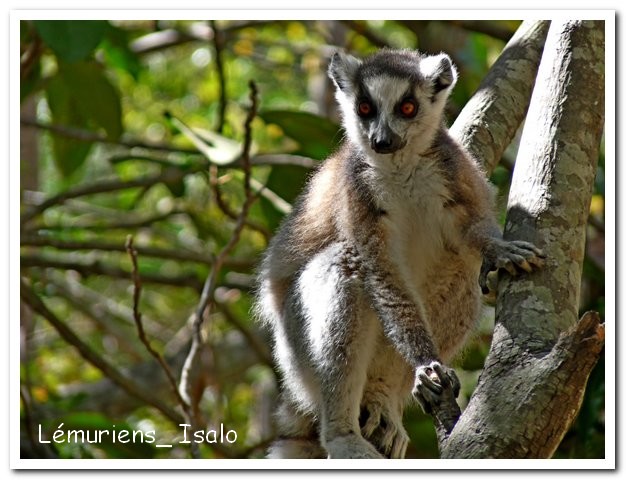 Madagasacar articles 044