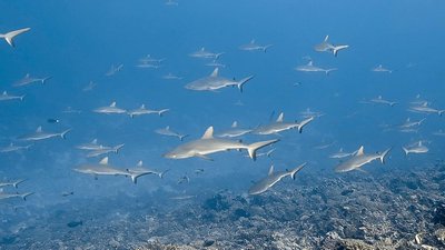 de9a0a9d c1e9 4817 af17 045c765d82b0 1