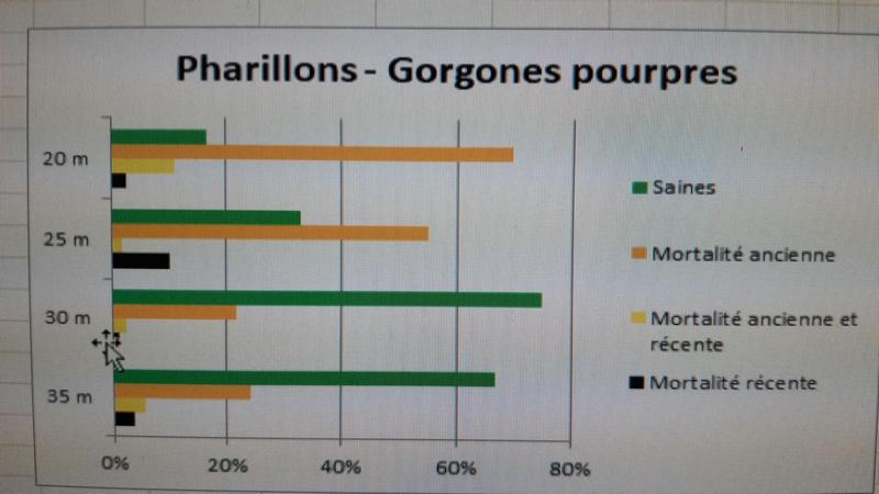 résultats gorgone pourpre