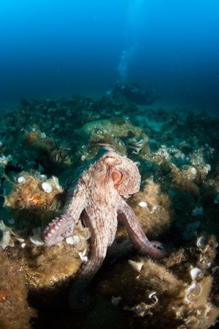 Champ d'amphores du Frioul et poulpe