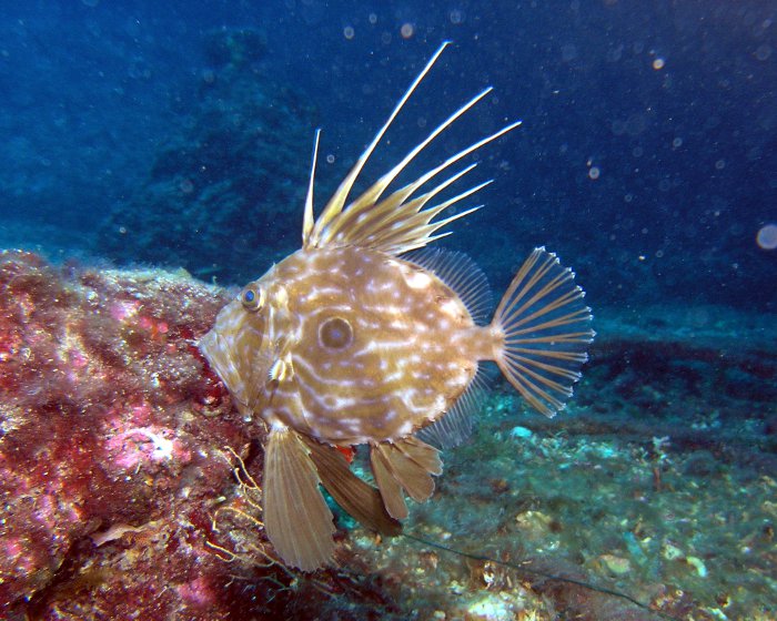 poisson-saint-pierre-zeus-faber-02