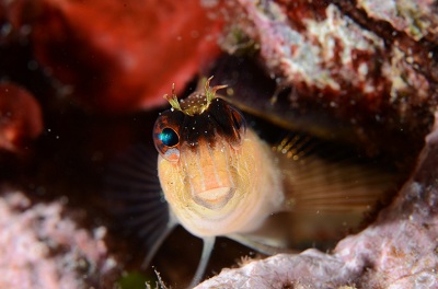 1er prix macro jerome dufour