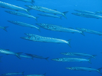 Barracudas059