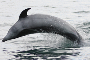 Dauphins2