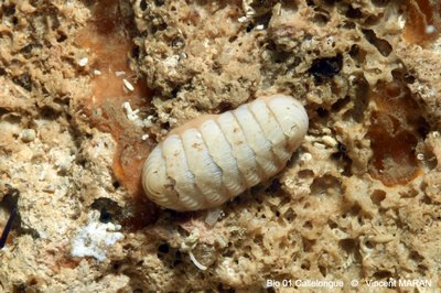 DSC 0123 1 3602 MarseilleBoulegeade31m 8nov25 VMARAN 1