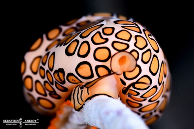 393640714 2027172837637845 7067336519462474957 n