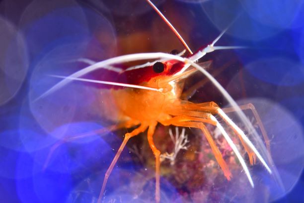 310265702 1086176372164085 3479046463202804761 n