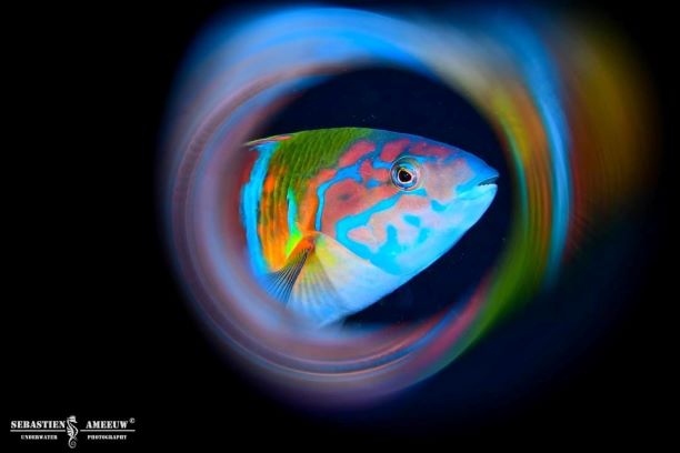 311190078 1777928695895595 5530758051451766590 n