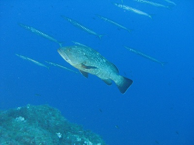 MerouBarracudaPortCros068