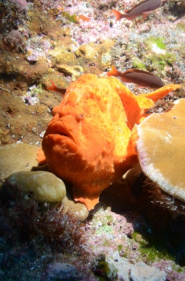 PoissonGrenouilleDSC 2458