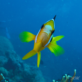 TuMePrendsPourUnClown 