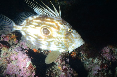 Saint-Pierre-DSC 3559