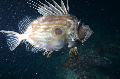 Saint-Pierre DSC 3587