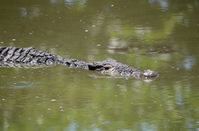 crocodiles268