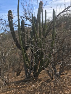 Cactus