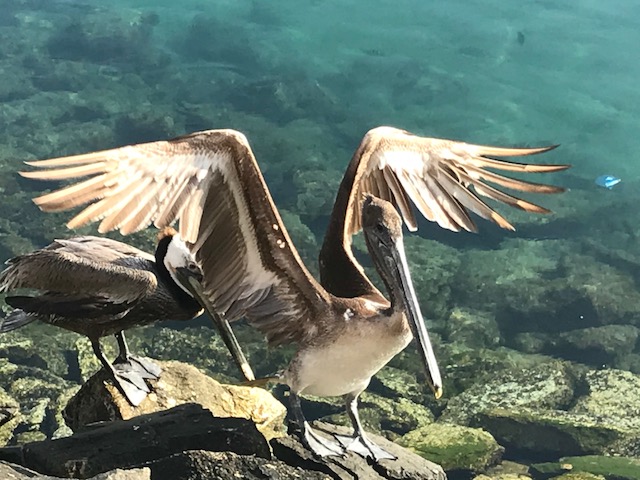 Pelican