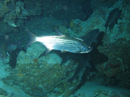 tarpons110